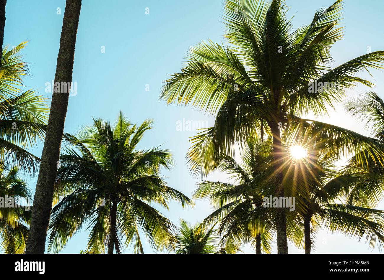 Through palm tree hi-res stock photography and images - Alamy