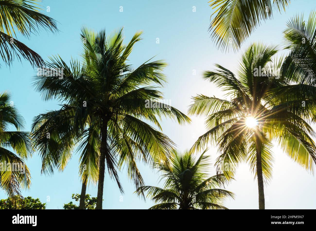 Sunshine through palm tree hi-res stock photography and images - Alamy
