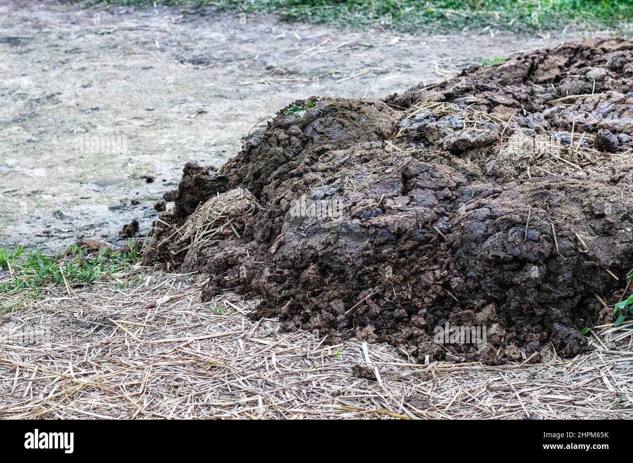 A pile of cow dung stored for organic fertilizer on the land Stock