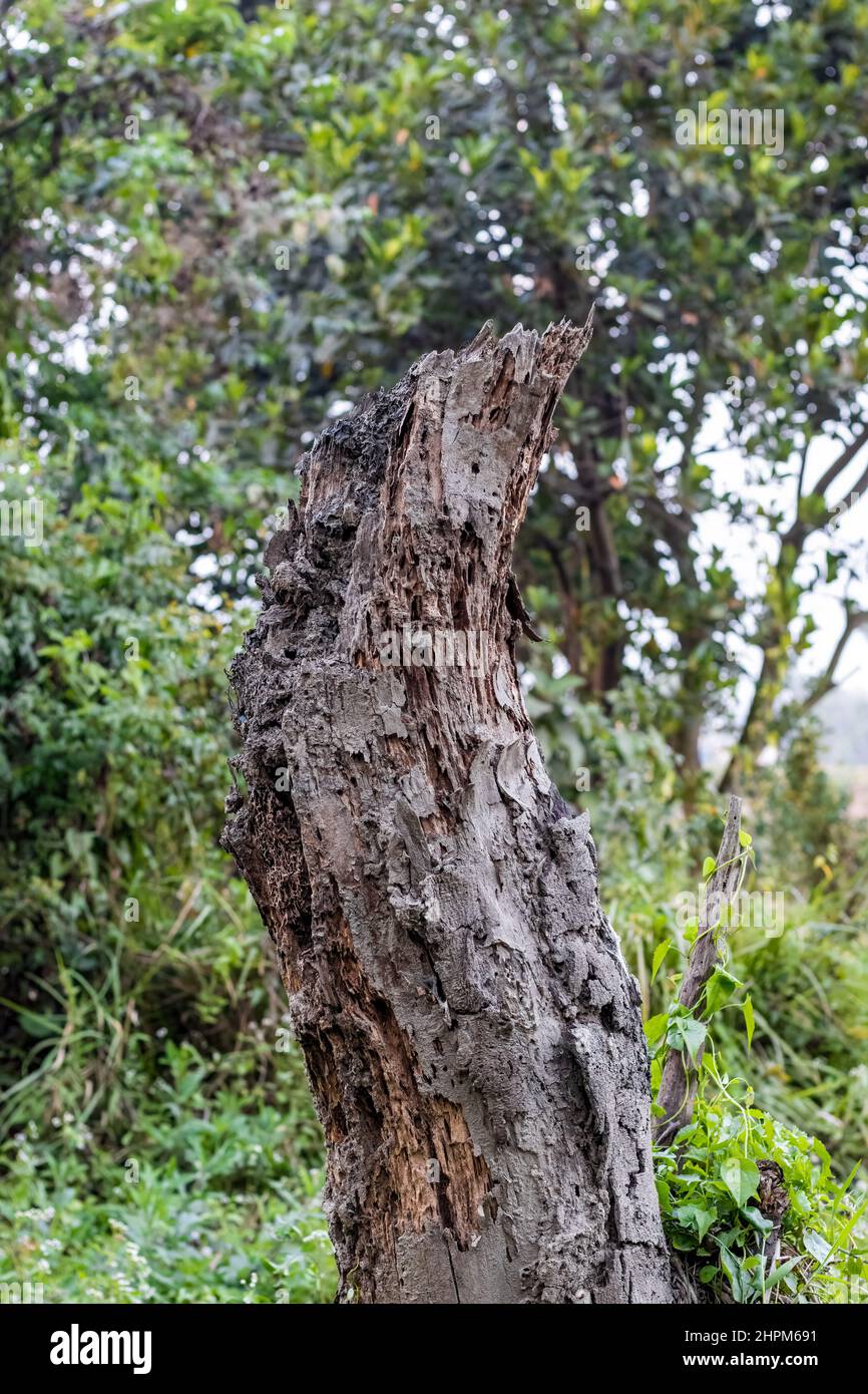 Old broken tree stump near the jungle close up shot Stock Photo - Alamy