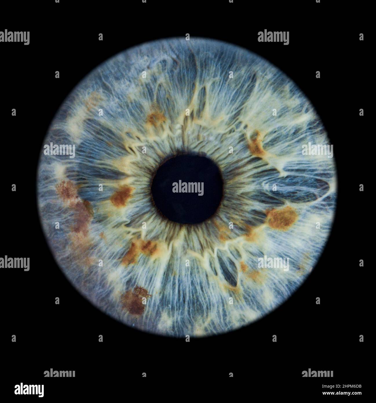 macro photo of a human eye Stock Photo - Alamy