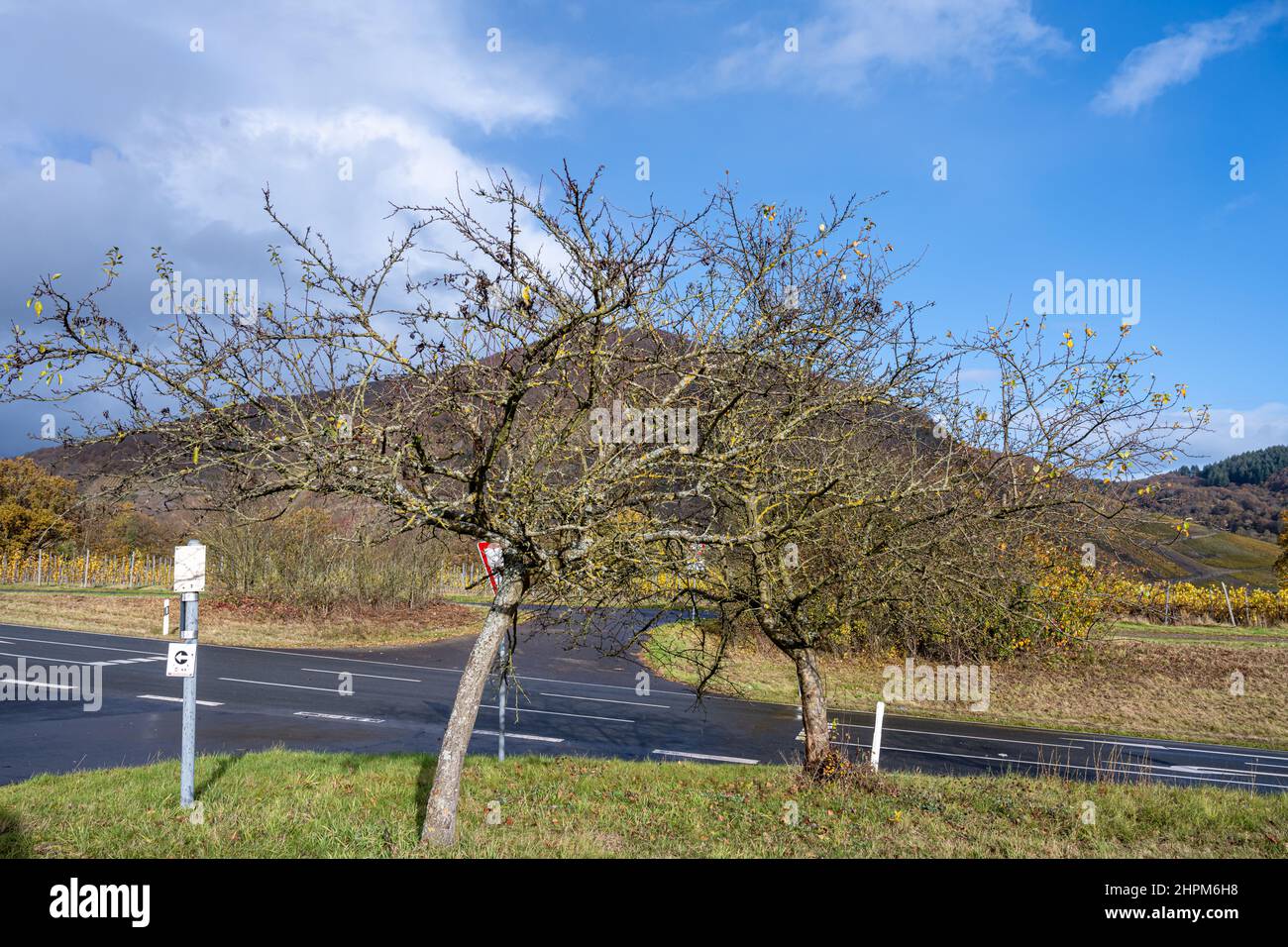 A tree in the wine district of the Mosel valley. A blue sky background Stock Photo