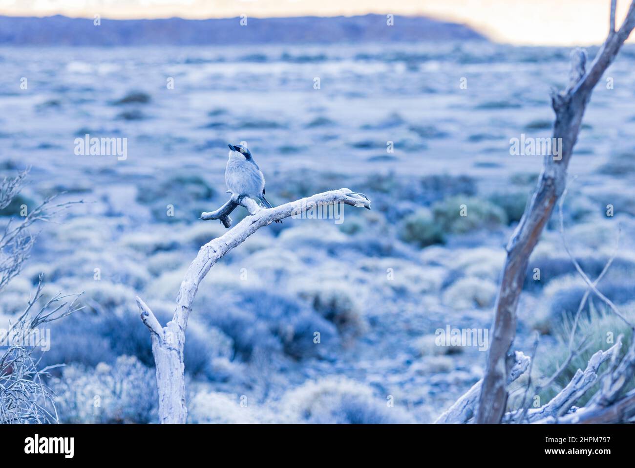 Lanius meridionalis koenigii, southern grey shrike, bird on a branch on a cold snowy morning in the Las Canadas del Teide National Park, Tenerife, Can Stock Photo