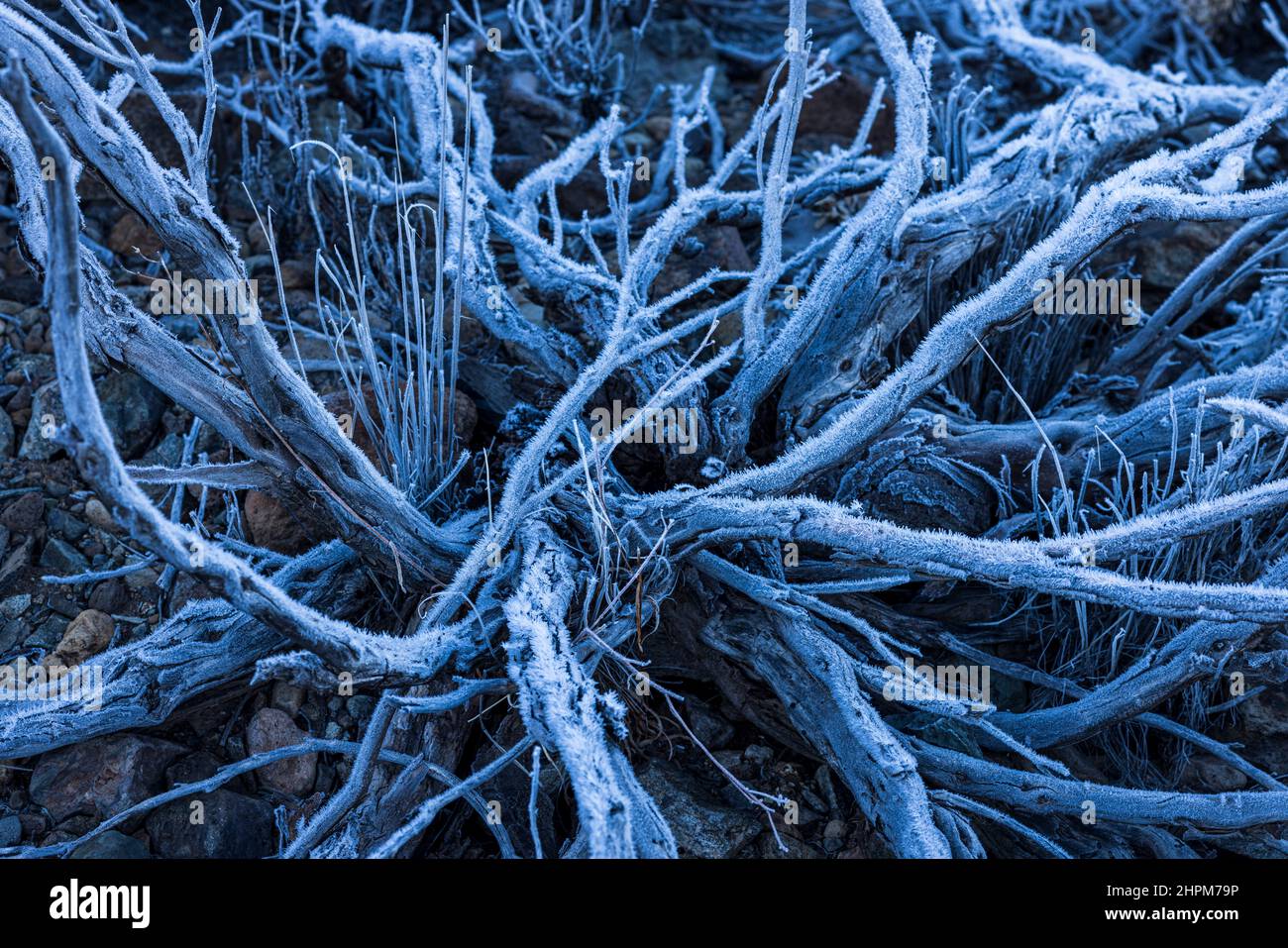 Frost and ice crystals on the dead branches of a shrub in the Las Canadas del Teide National Park, Tenerife, Canary Islands, Spain Stock Photo