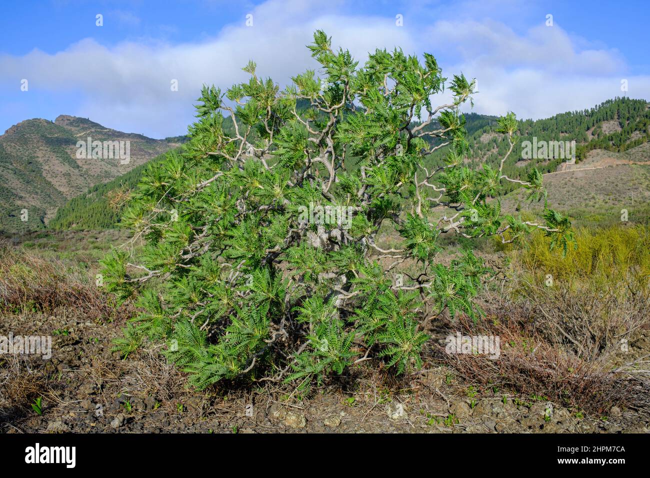 Giant Sonchus canariensis, spring time, Santiago del Teide, Tenerife, Canary Islands, Spain Stock Photo