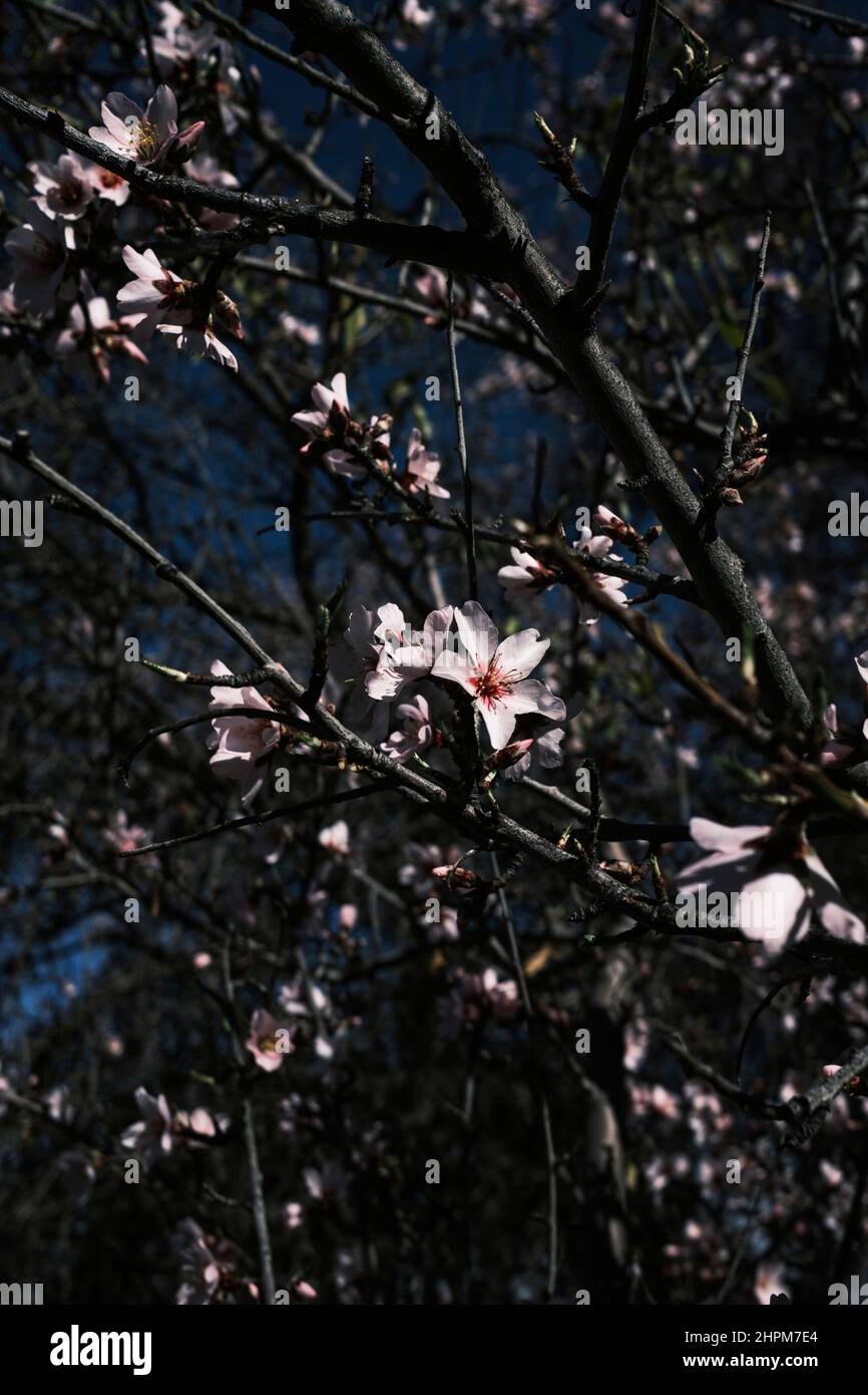 Almond blossom, flower, prunus dulcis flowering in spring, Santiago del Teide, Tenerife, Canary Islands, Spain Stock Photo