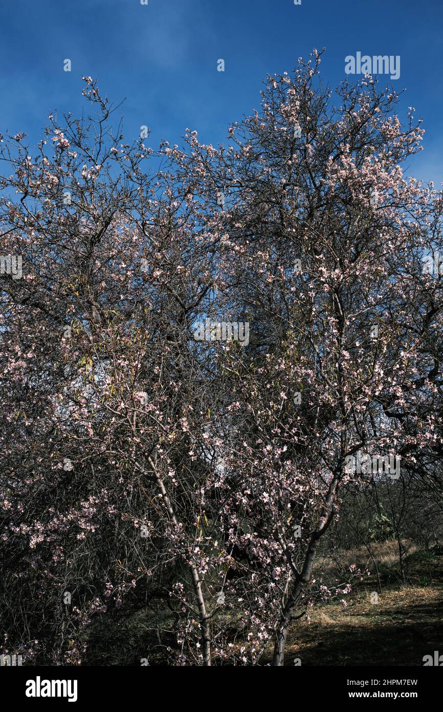 Almond blossom, flower, prunus dulcis flowering in spring, Santiago del Teide, Tenerife, Canary Islands, Spain Stock Photo