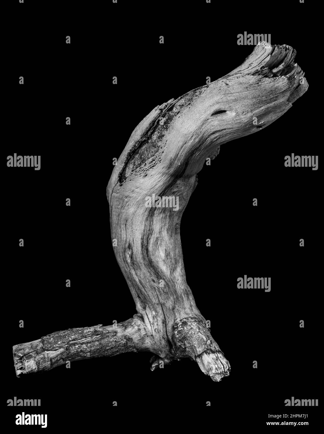 Still life of a vine branch piece against black Stock Photo
