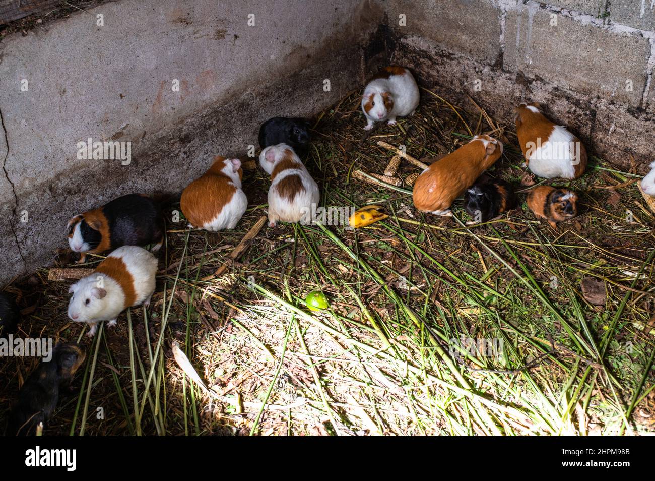 Live Peruvian guinea pigs (Cavia porcellus), domestic guinea pigs in Peruvian farm Stock Photo