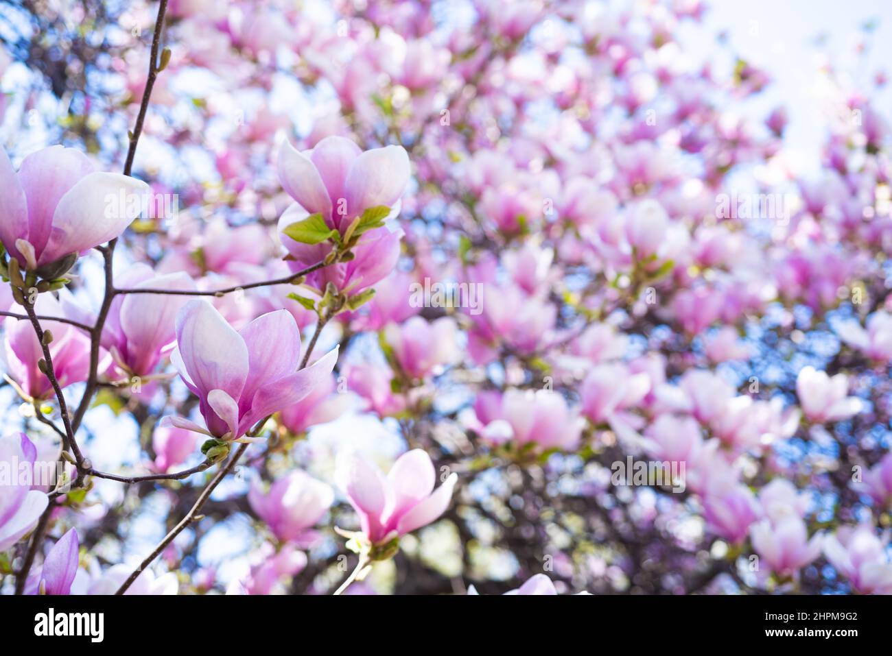pink flowers of blooming magnolia tree in spring. copy space Stock ...