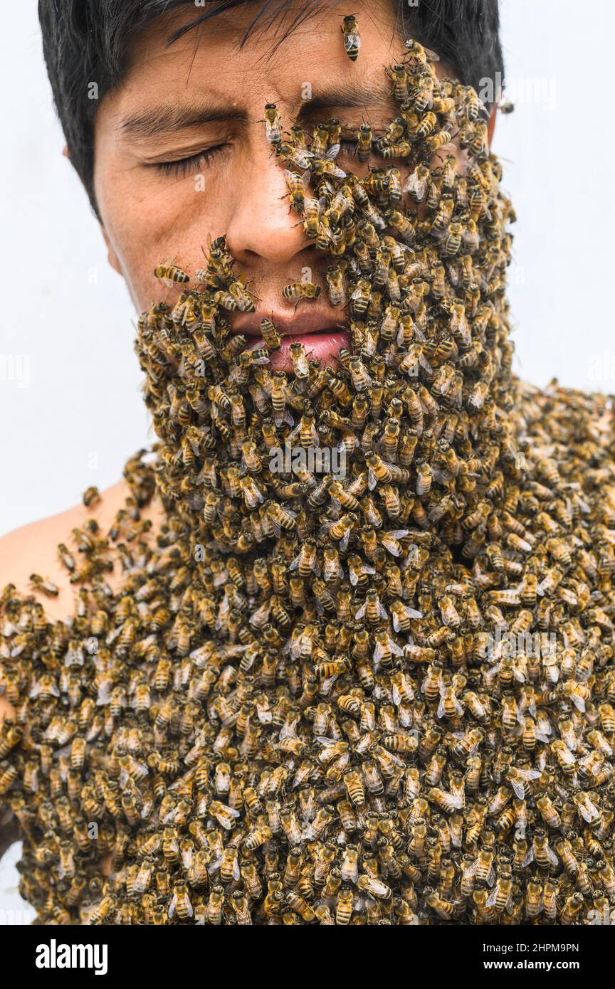 Man's face covered by bees Stock Photo Alamy