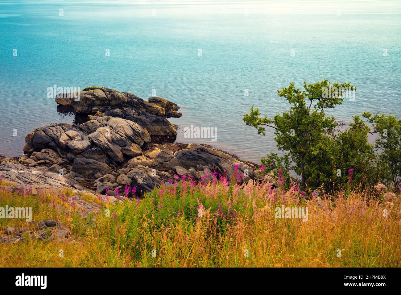 Flowers on the rocky seashore. Nature of Norway Stock Photo