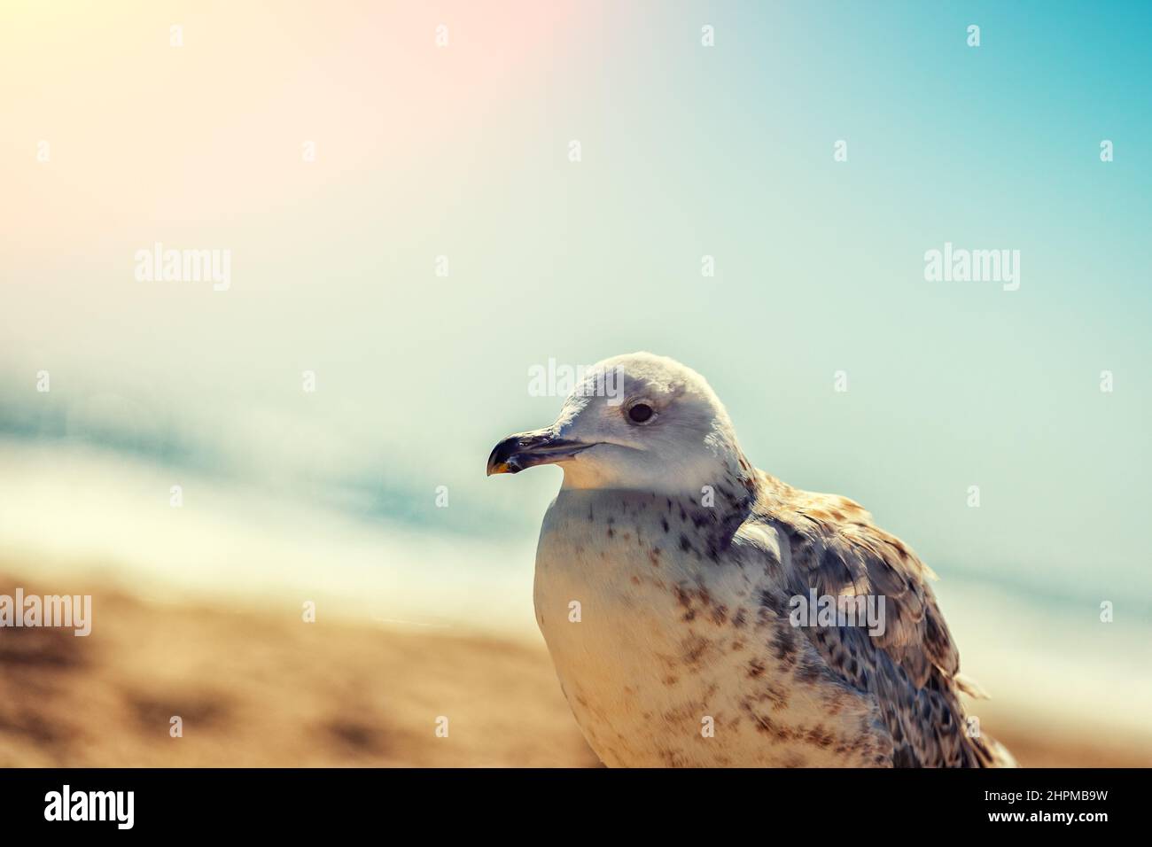 Seagull on the seashore on a sunny day Stock Photo