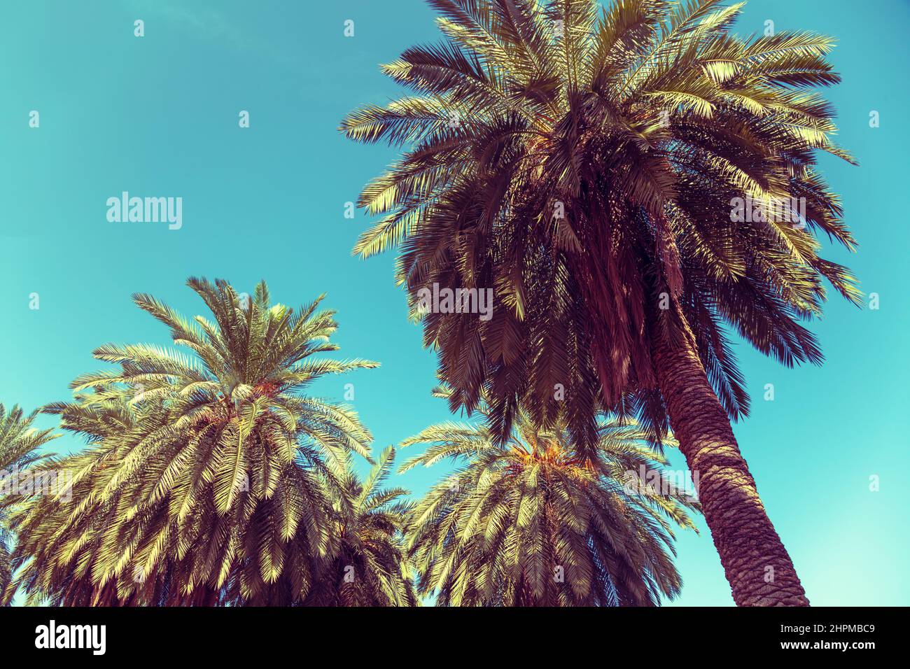 Date palms against blue sky Stock Photo