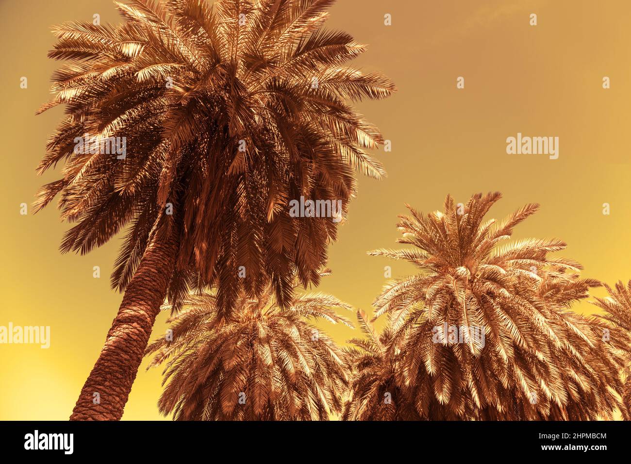 Date palms on the background of a golden sunset sky Stock Photo