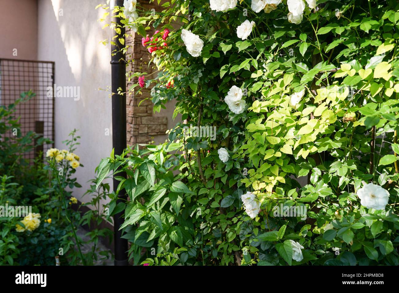 White roses garden in front of a beautiful rural cottage Stock Photo