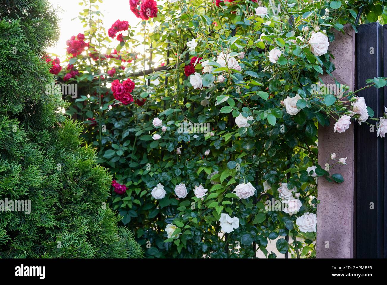 Roses garden in front of a beautiful rural cottage Stock Photo