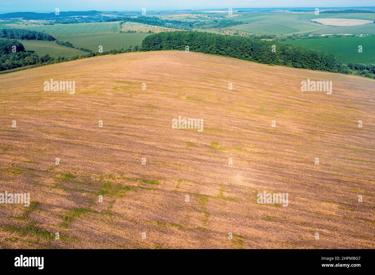 Top view of the mown wheat field among green fields Stock Photo