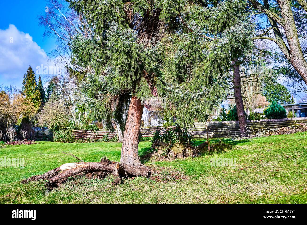 An uprooted and crooked coniferous tree after a heavy storm. Stock Photo