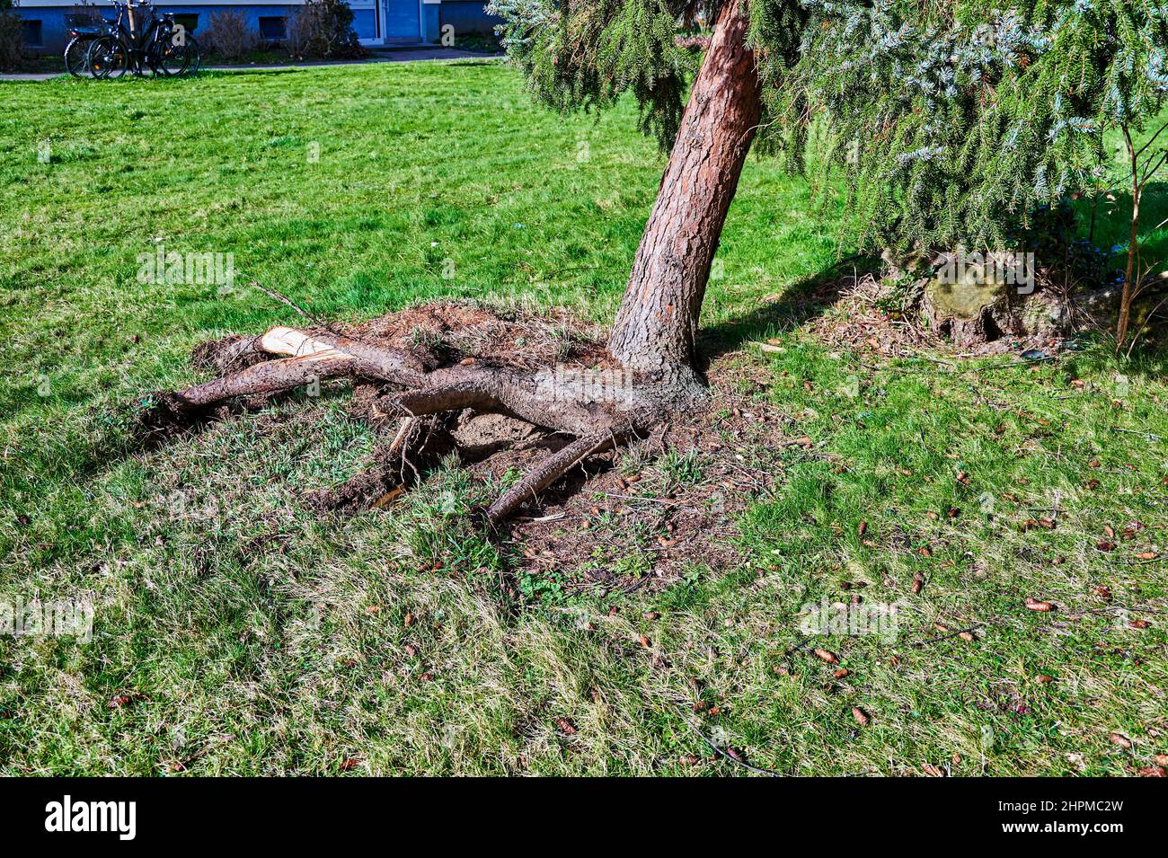 An uprooted and crooked coniferous tree after a heavy storm. Stock Photo
