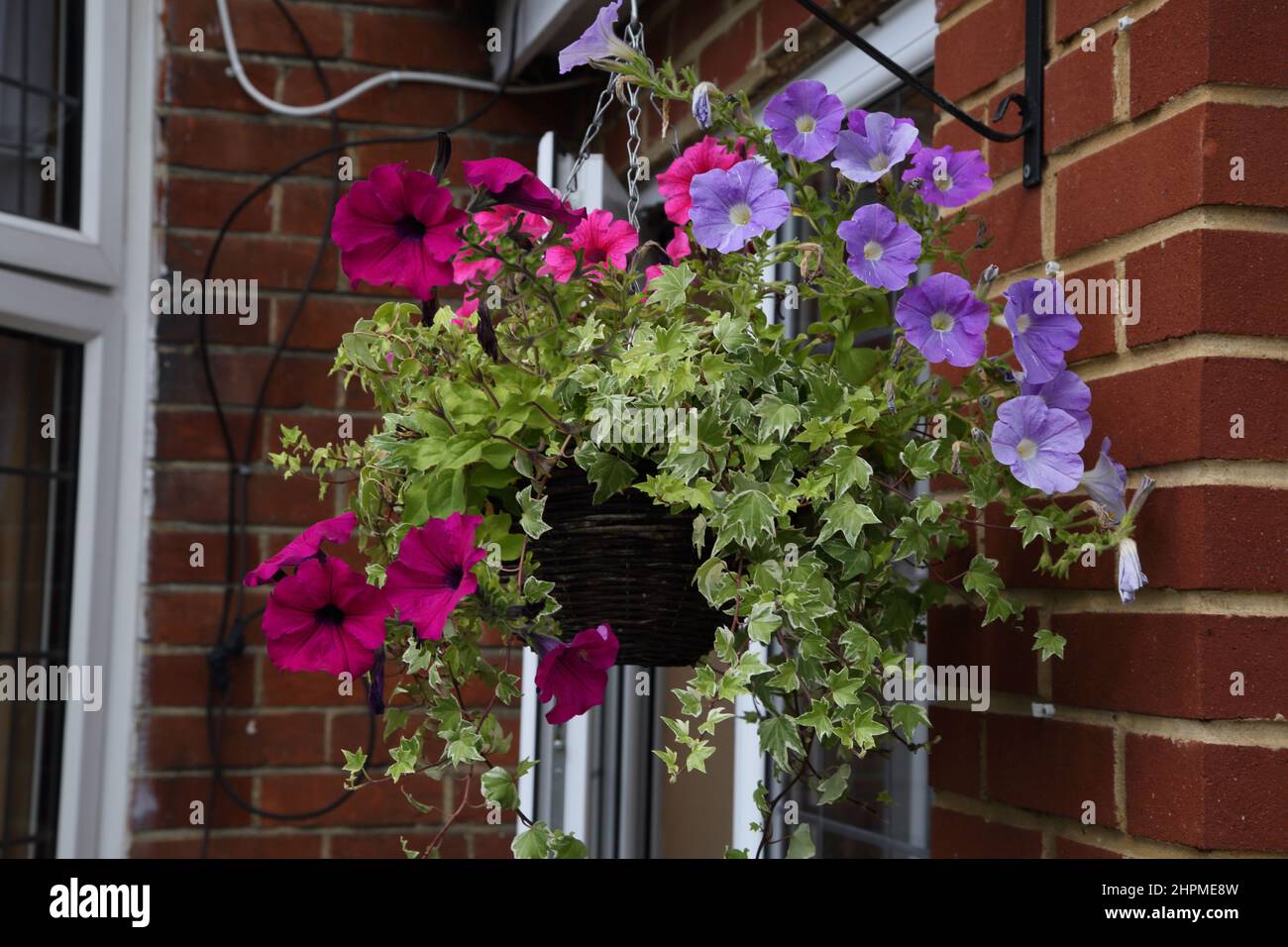 Ivy and Petunia in Hanging Basket outside house Surrey England Stock Photo