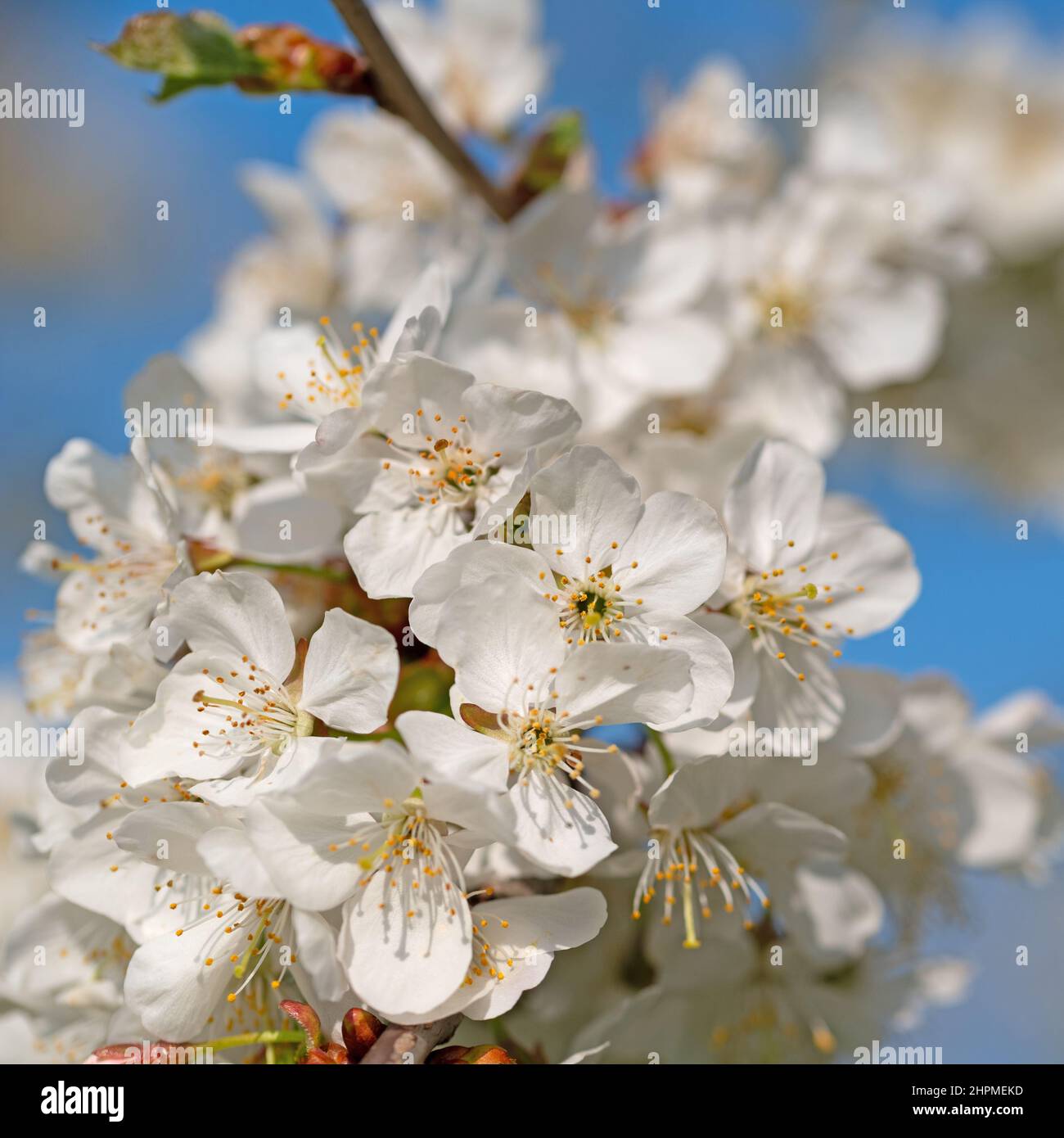 Flowering cherry tree, Prunus avium, in spring Stock Photo Alamy