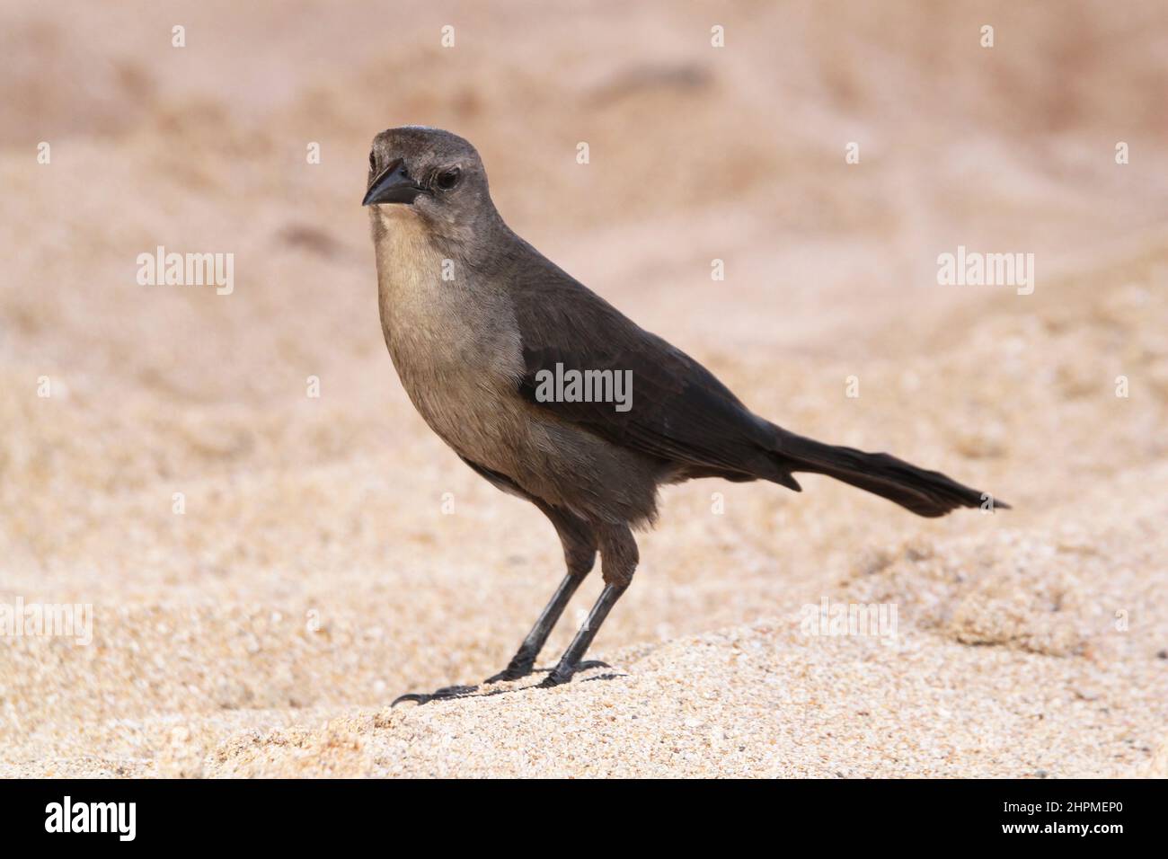 Carib Grackle (Quiscalus lugubris) female, Reduit Beach, Rodney Bay