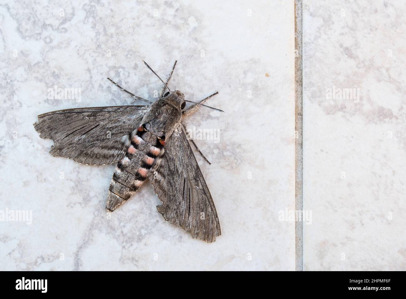 Convolvulus hawk-moth (Agrius convolvuli). Stock Photo