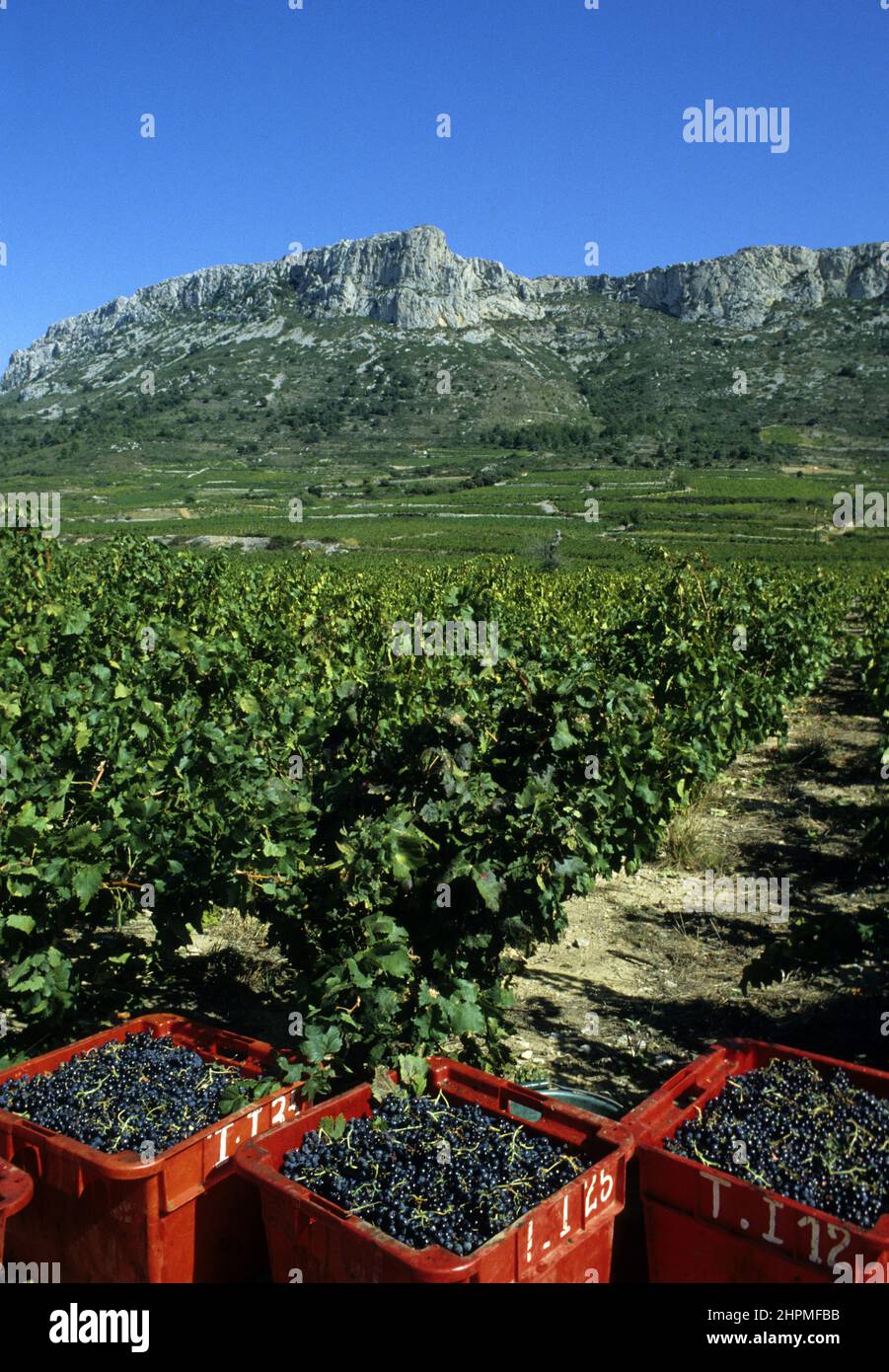 france corbieres vineyard Stock Photo Alamy