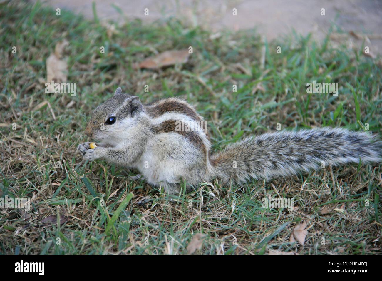squirrel in new delhi (india Stock Photo Alamy