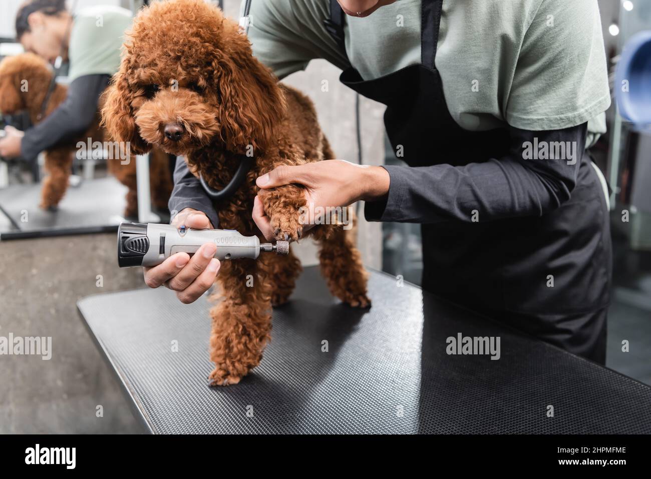 cropped view of african american man in apron polishing nails of brown poodle Stock Photo