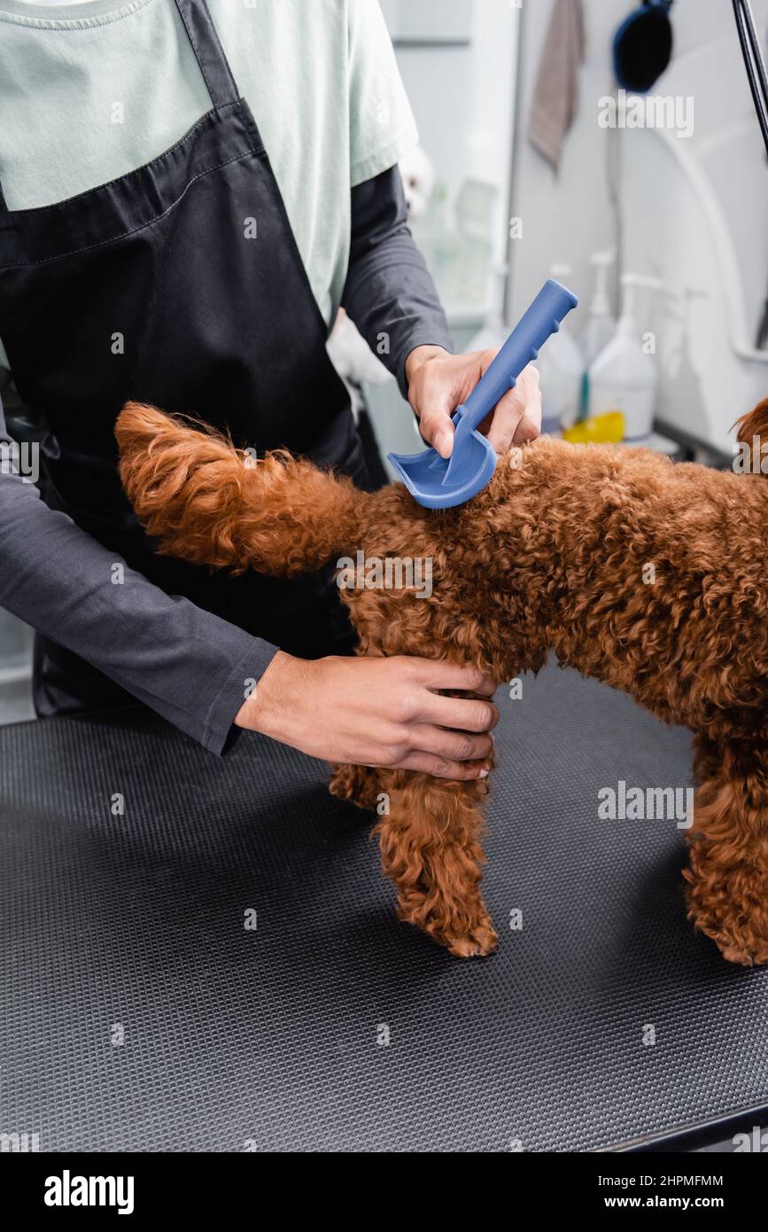 partial view of african american man grooming poodle with slicker brush Stock Photo Alamy