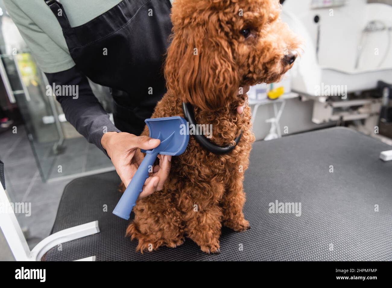 poodle sitting on grooming table near cropped african american groomer ...