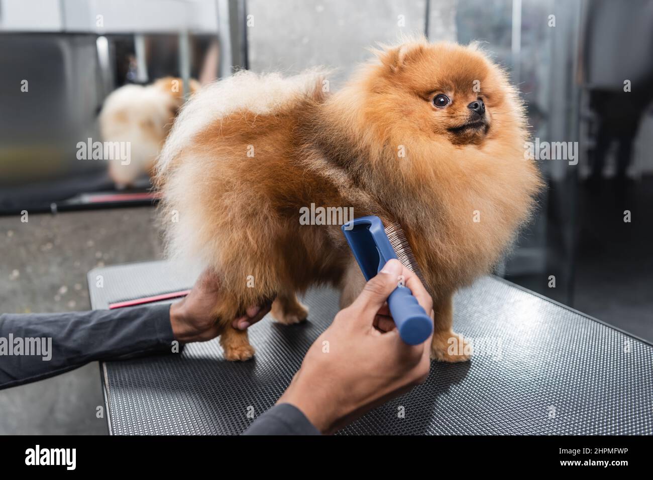 fluffy pomeranian spitz on grooming table near cropped african american man with slicker brush