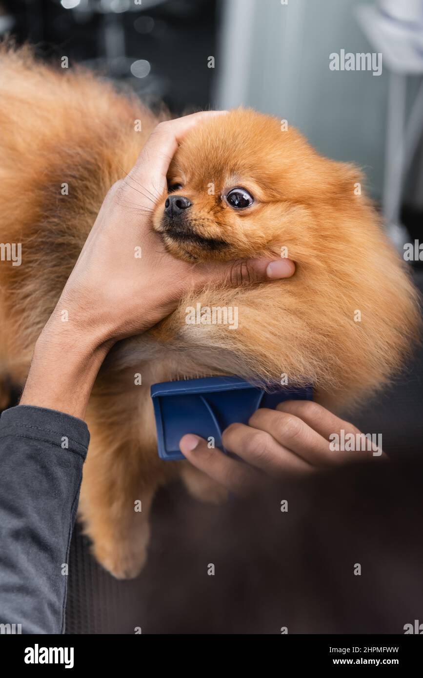 blurred african american groomer brushing pomeranian spitz with slicker brush Stock Photo Alamy