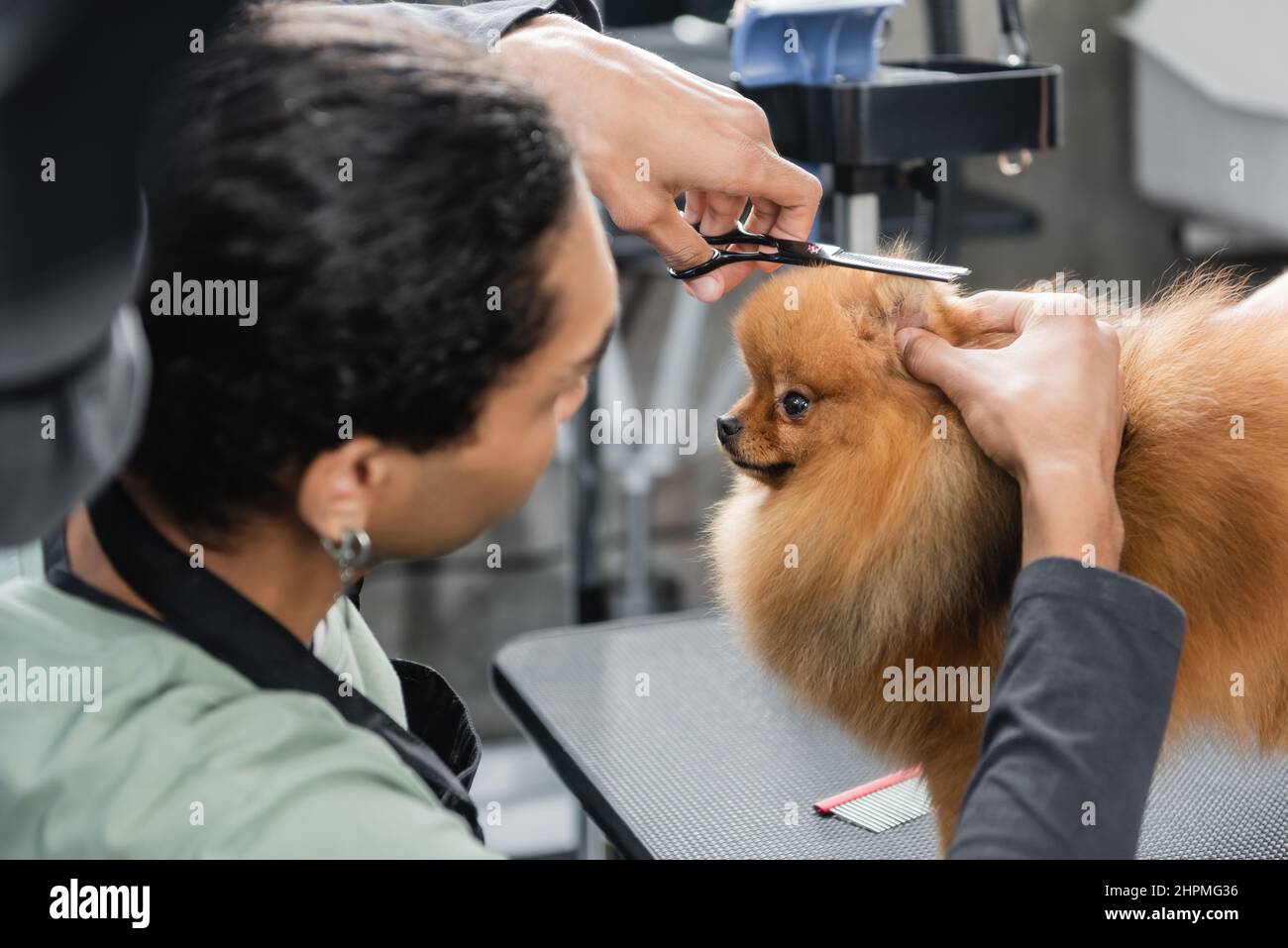 Gallery Detail: Young African American Groomer Trimming Pomeranian Spitz With Scissors