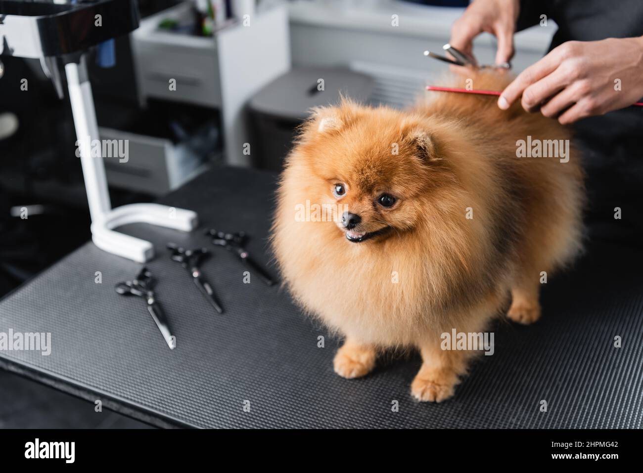Pomeranian grooming tools sale