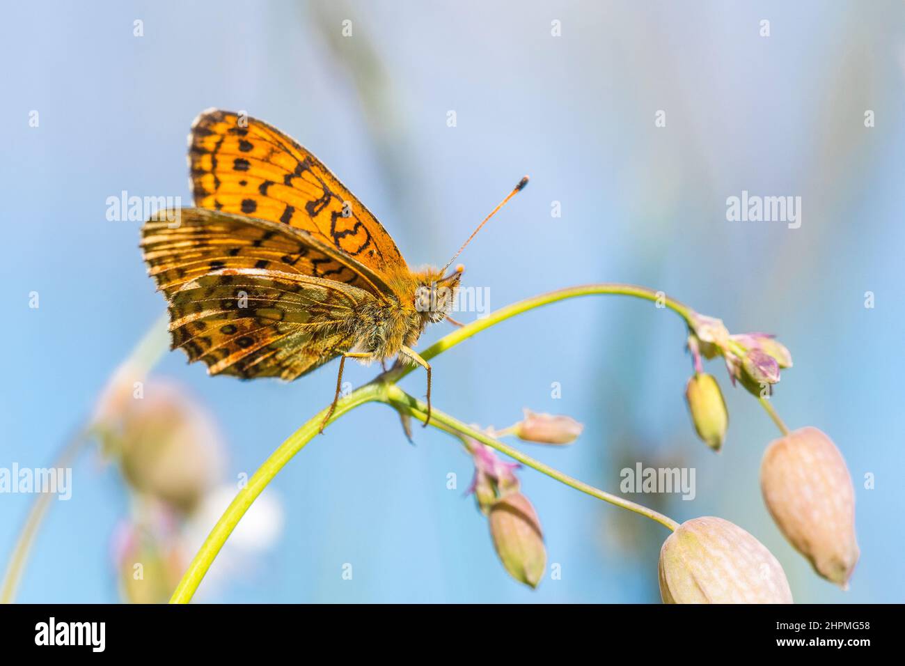 Lesser marbled fritillary (Brenthis ino). Stock Photo