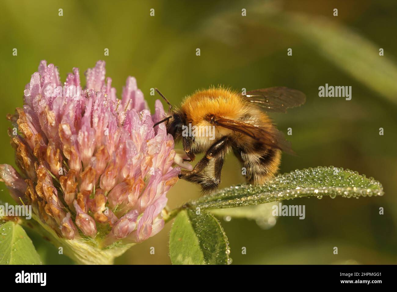 Closeup of a Common bumblebee, Bombus pascuorum, collecting necar from a red clover Stock Photo