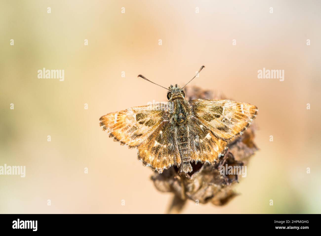 Carcharodus alceae, the mallow skipper, is a butterfly of the family Hesperiidae. Stock Photo