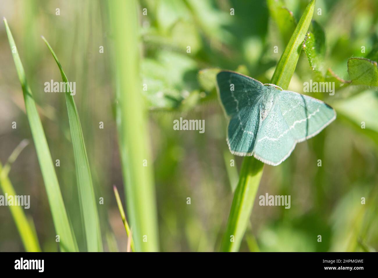 Chlorissa cloraria, the southern grass emerald, is a species of moth in the family Geometridae. Stock Photo