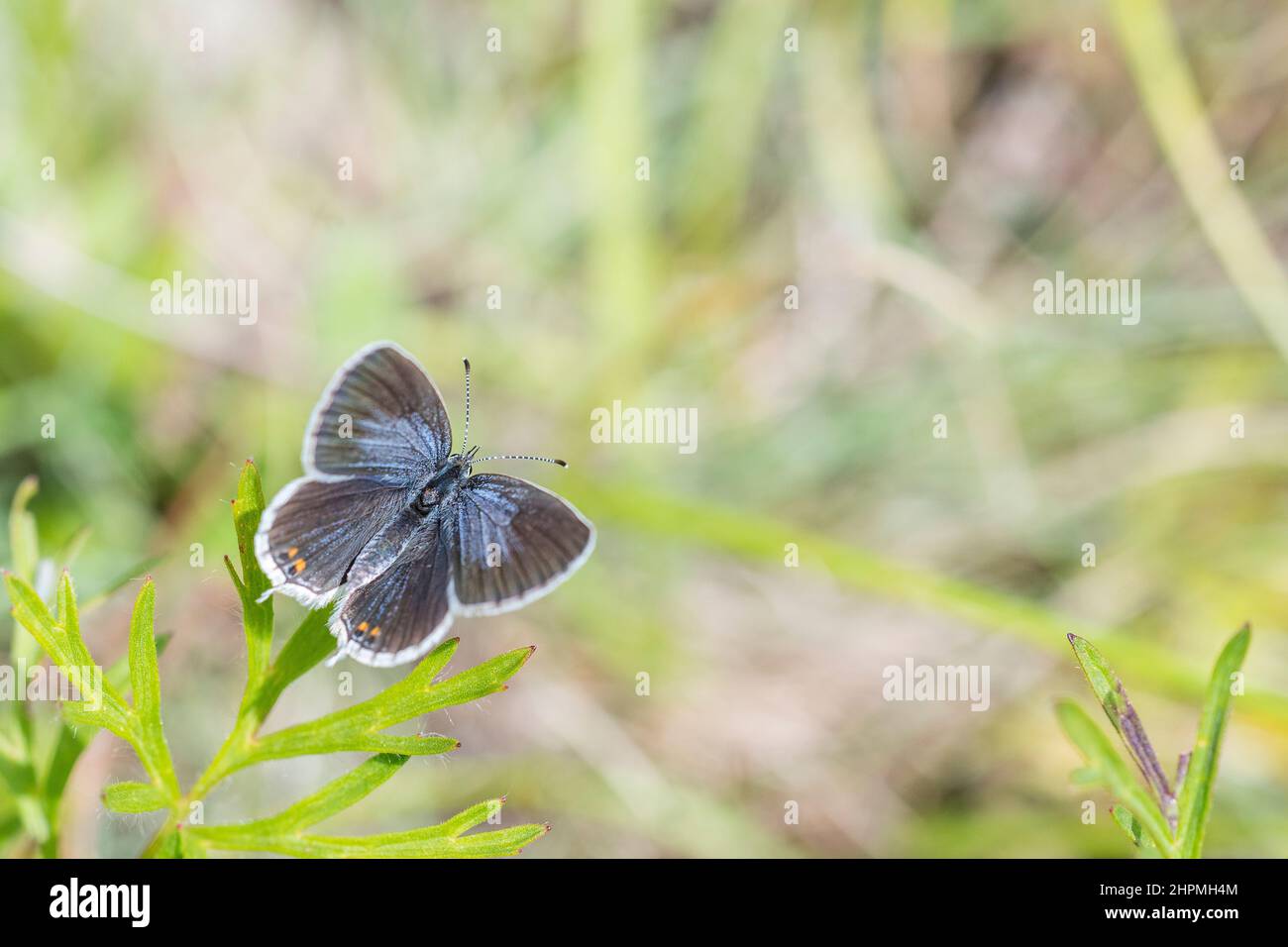Short-tailed blue or tailed Cupid (Cupido argiades) is a butterfly that forms part of the family Lycaenidae, bluish female. Stock Photo