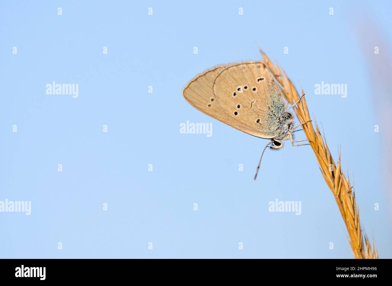 Cyaniris semiargus, the Mazarine blue, is a Palearctic butterfly in the family Lycaenidae, female. Stock Photo
