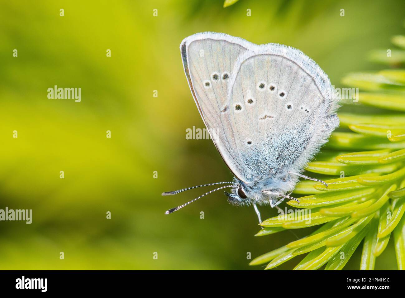Cyaniris semiargus, the Mazarine blue, is a Palearctic butterfly in the family Lycaenidae, male. Stock Photo