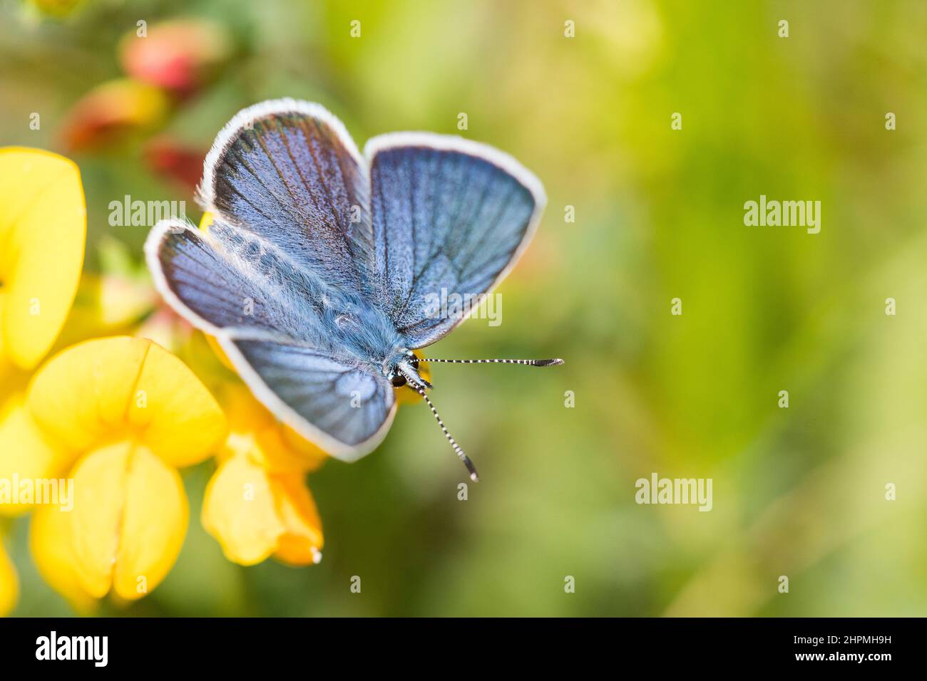 Cyaniris semiargus, the Mazarine blue, is a Palearctic butterfly in the family Lycaenidae, male. Stock Photo