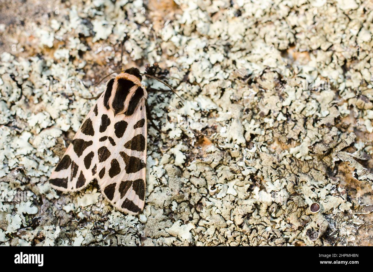 Cymbalophora pudica, the discrete chaperon, is a moth of the family Erebidae. Stock Photo