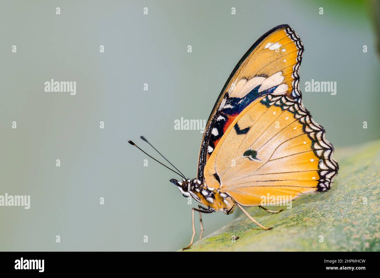 Danaus chrysippus, also known as the plain tiger, African queen, or African monarch Stock Photo