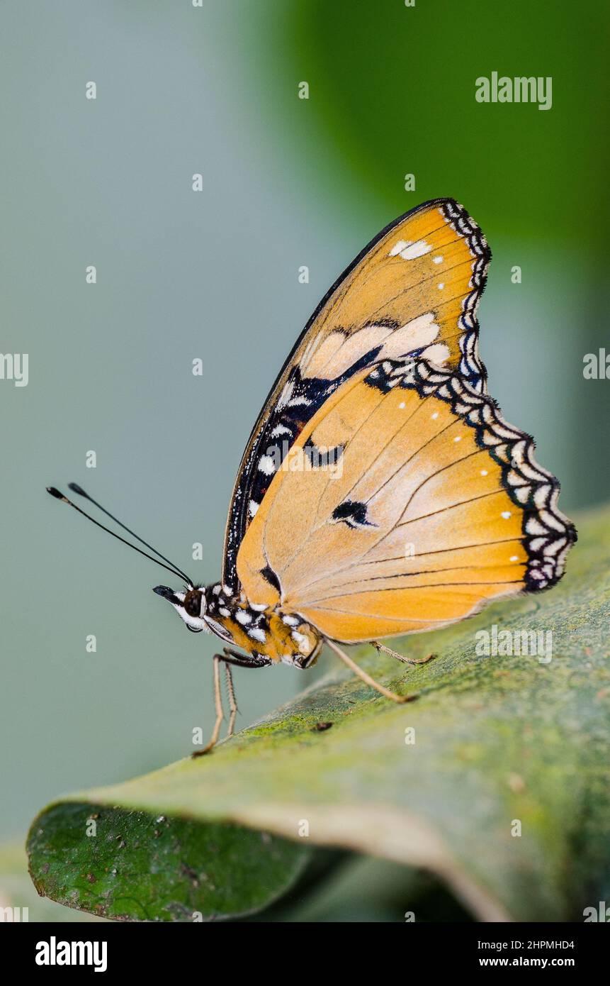 Danaus chrysippus, also known as the plain tiger, African queen, or African monarch Stock Photo