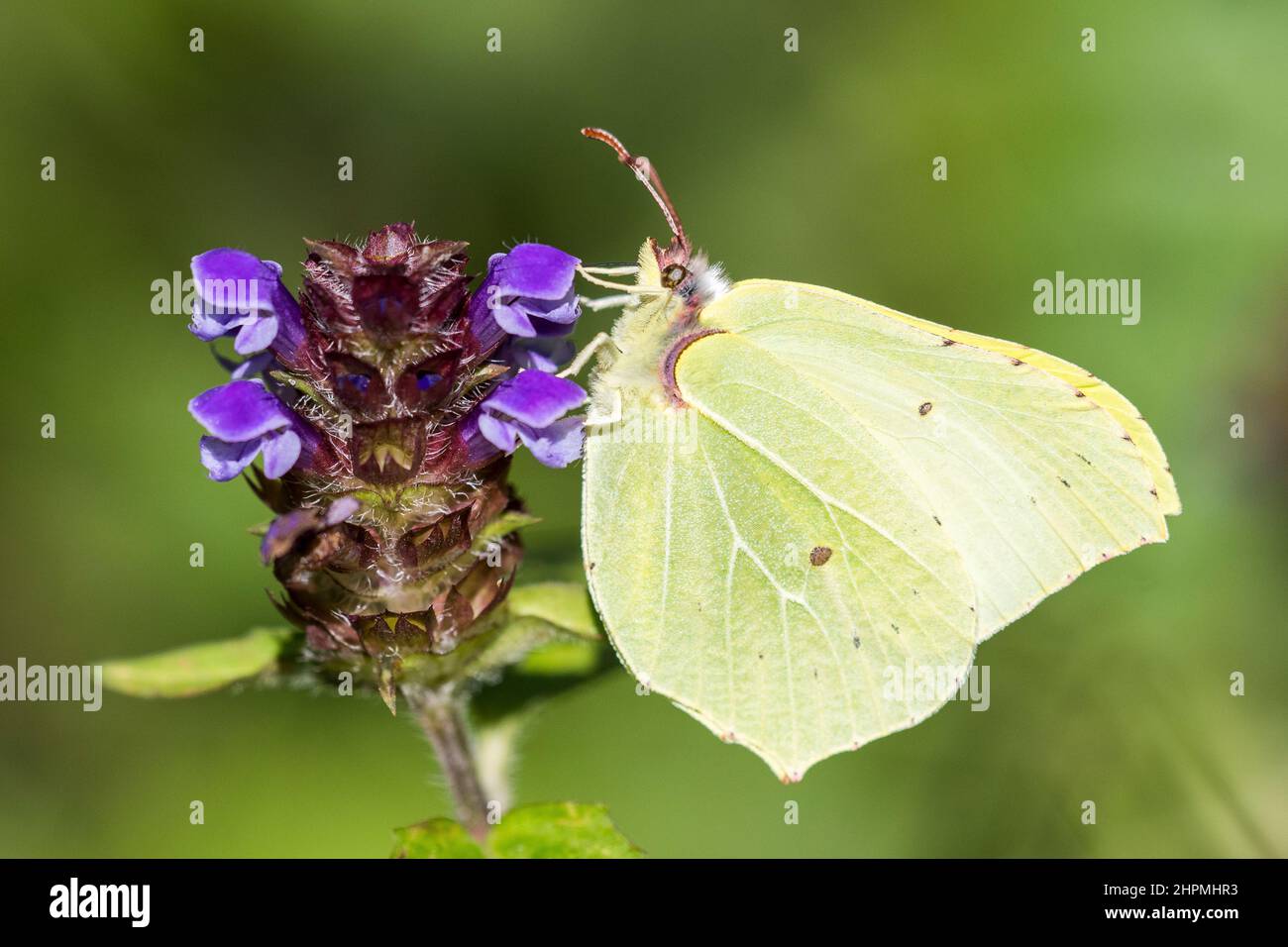 Gonepteryx rhamni (known as the common brimstone) is a butterfly of the family Pieridae, male on Prunella vulgaris. Stock Photo