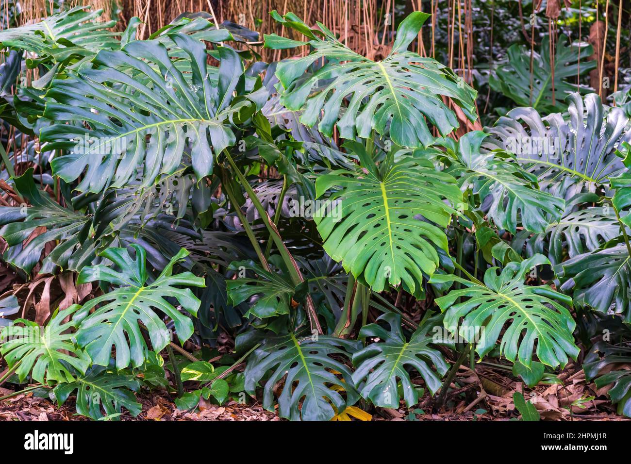 Split-leaf philodendron a.k.a. Swiss cheese plant (Monstera deliciosa) - Florida, USA Stock Photo